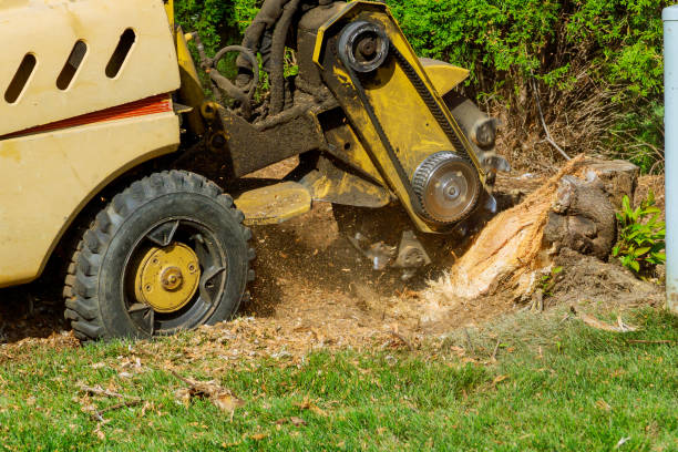 Best Commercial Tree Services  in Ovid, MI